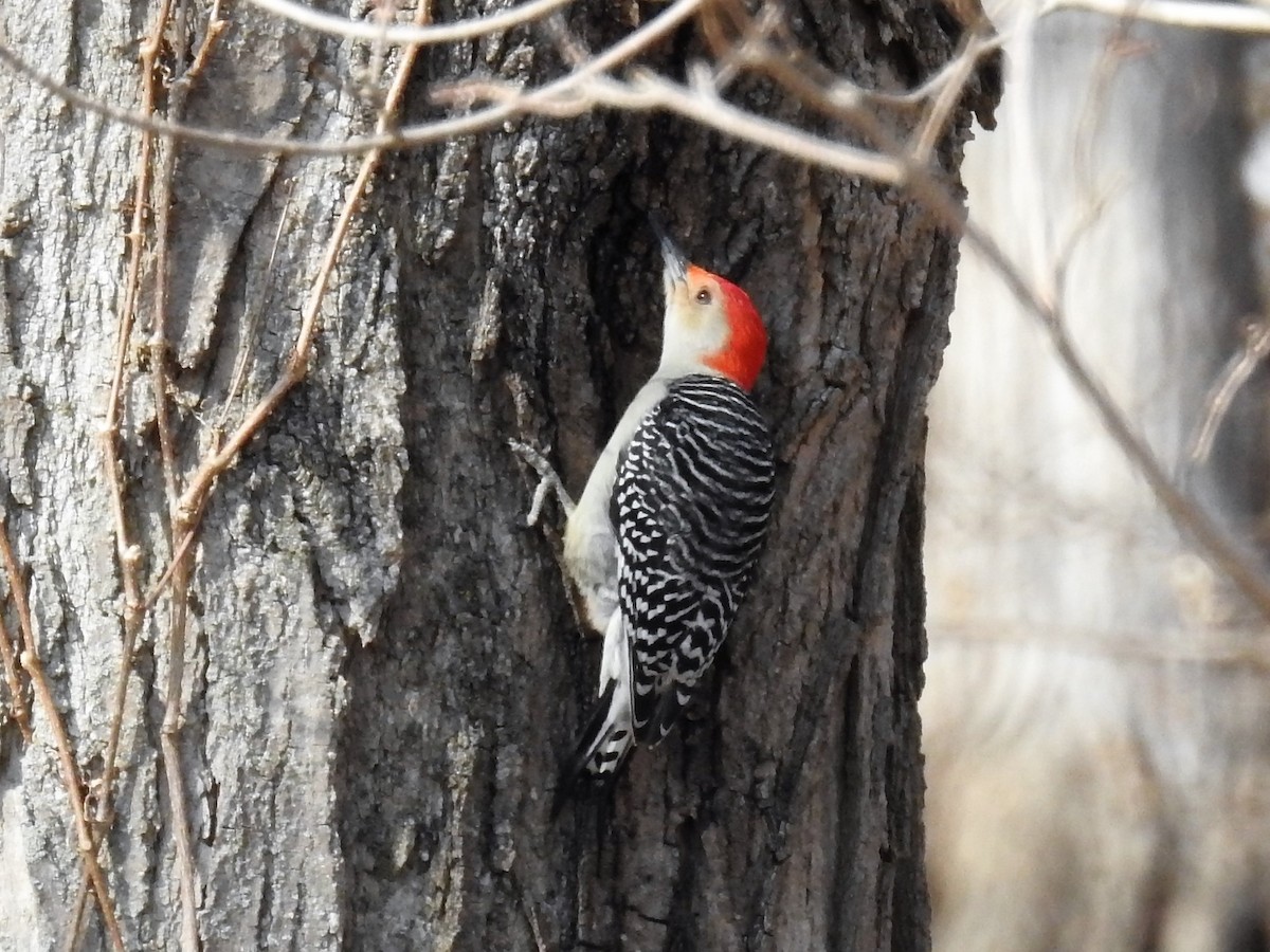 Red-bellied Woodpecker - Allison Zhang