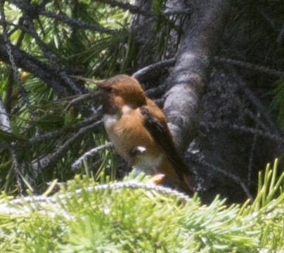 Colibrí Rufo - ML31329141