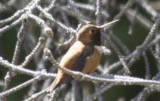 Rufous Hummingbird - ML31329161