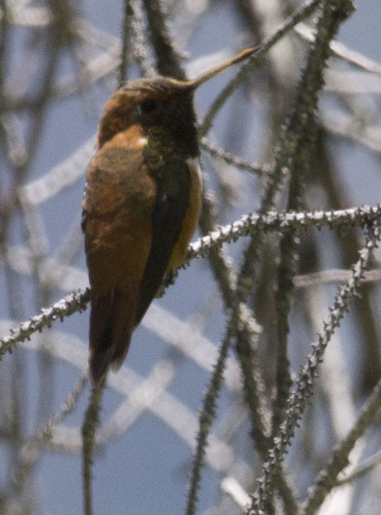 Rufous Hummingbird - Carl Giometti 🍹