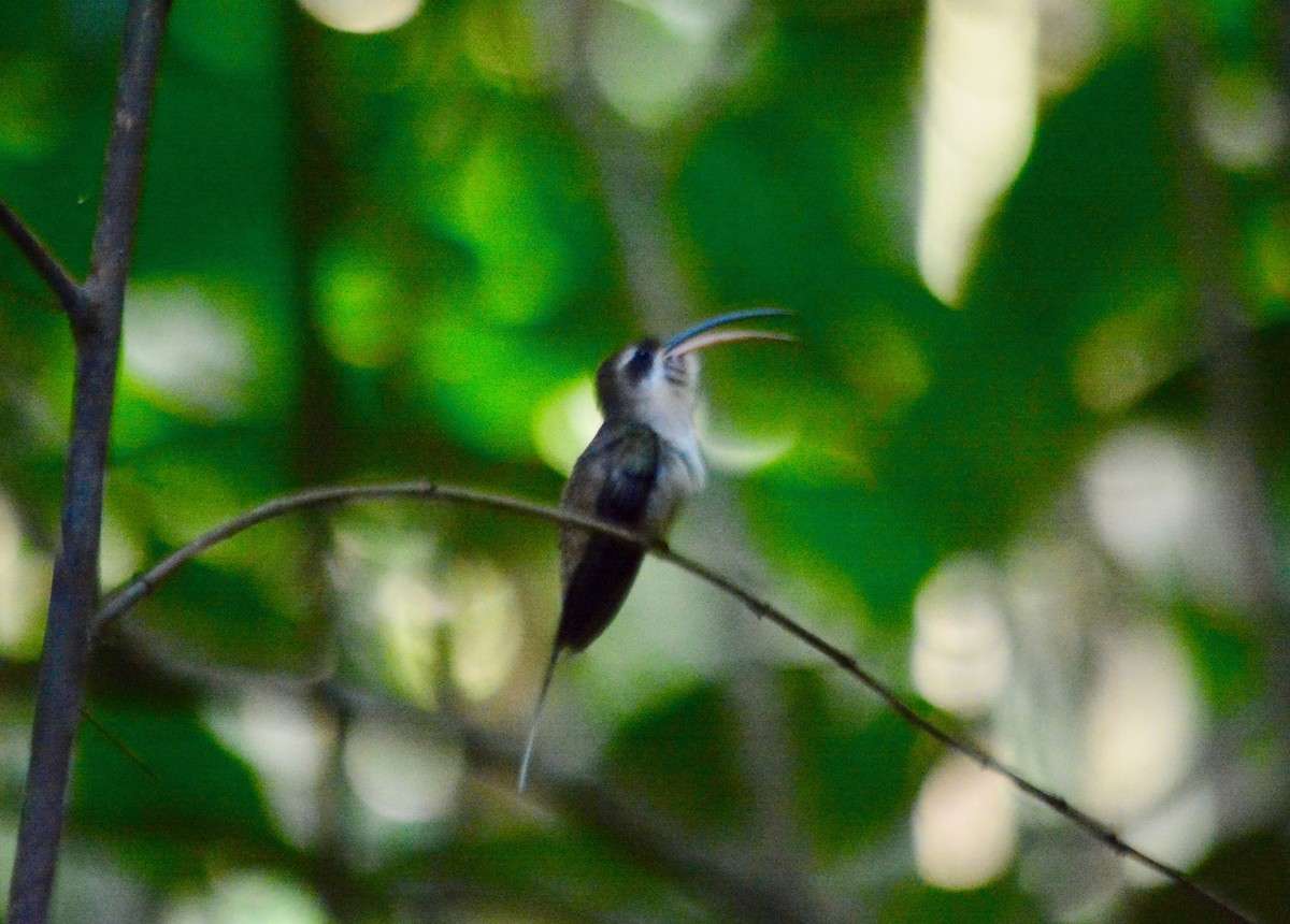 Long-billed Hermit - ML313292961