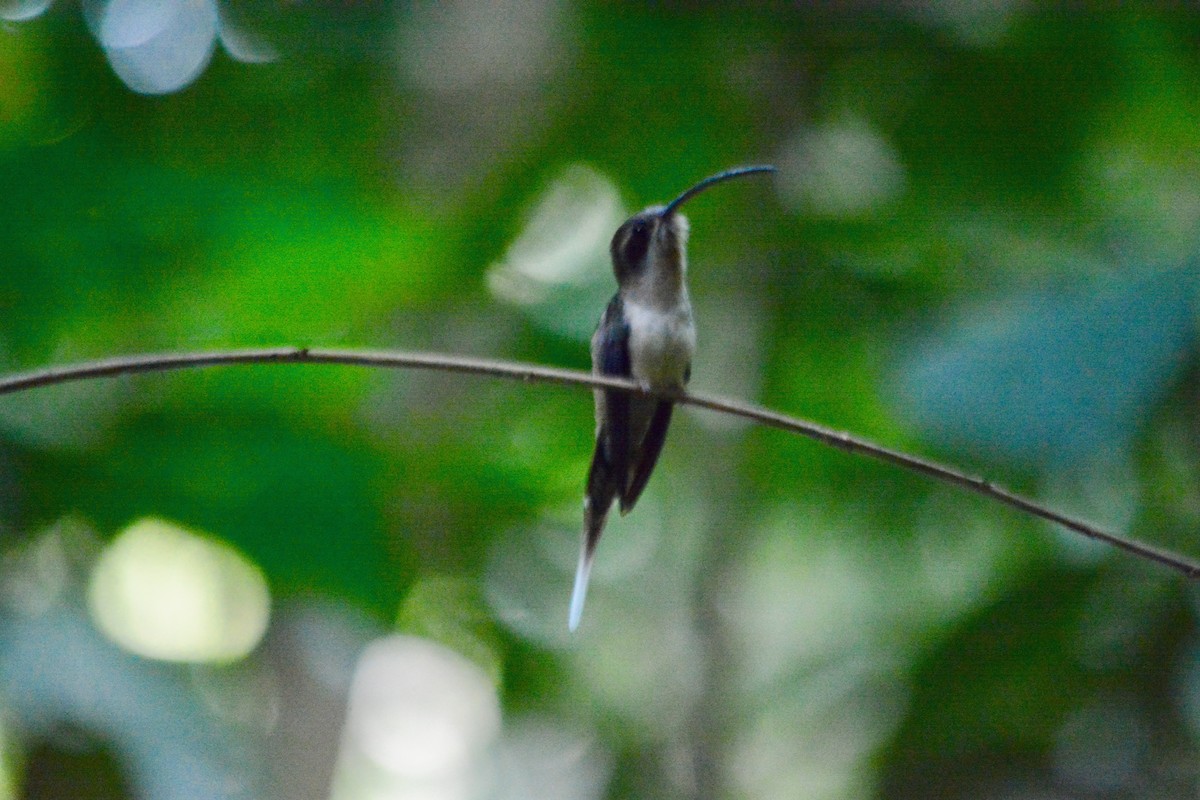 Long-billed Hermit - ML313292981