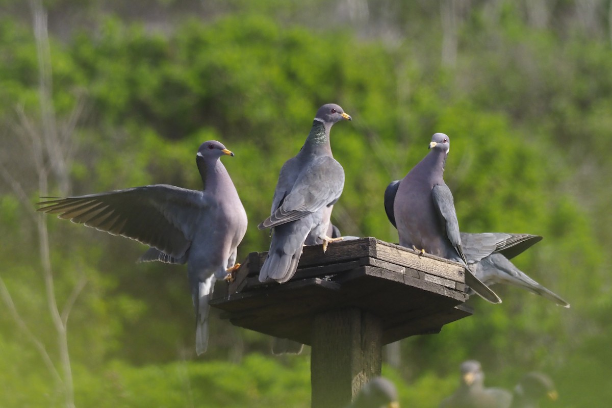 Band-tailed Pigeon - ML313293791