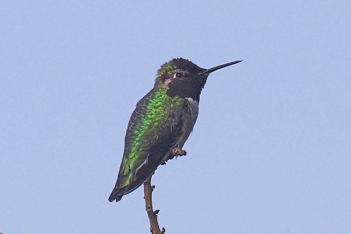 Anna's Hummingbird - ML313293851