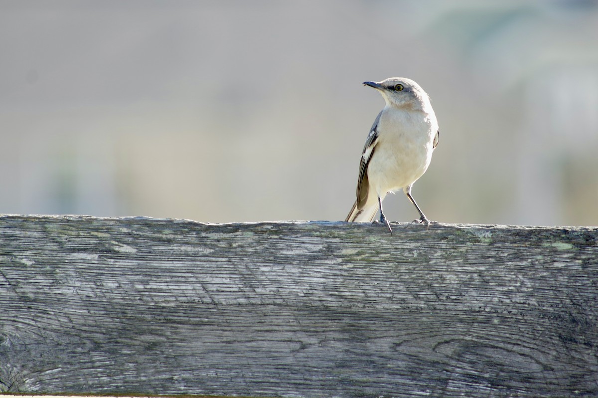 Northern Mockingbird - ML313294821