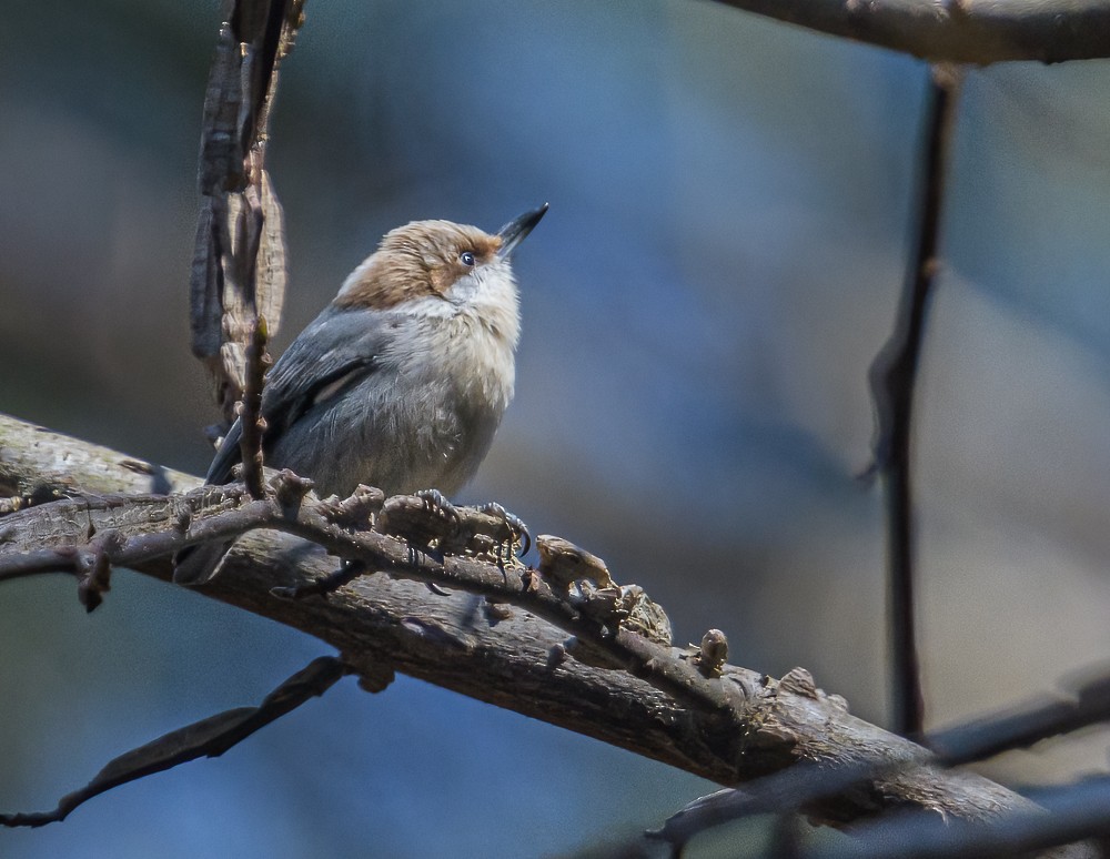 Brown-headed Nuthatch - ML313295031