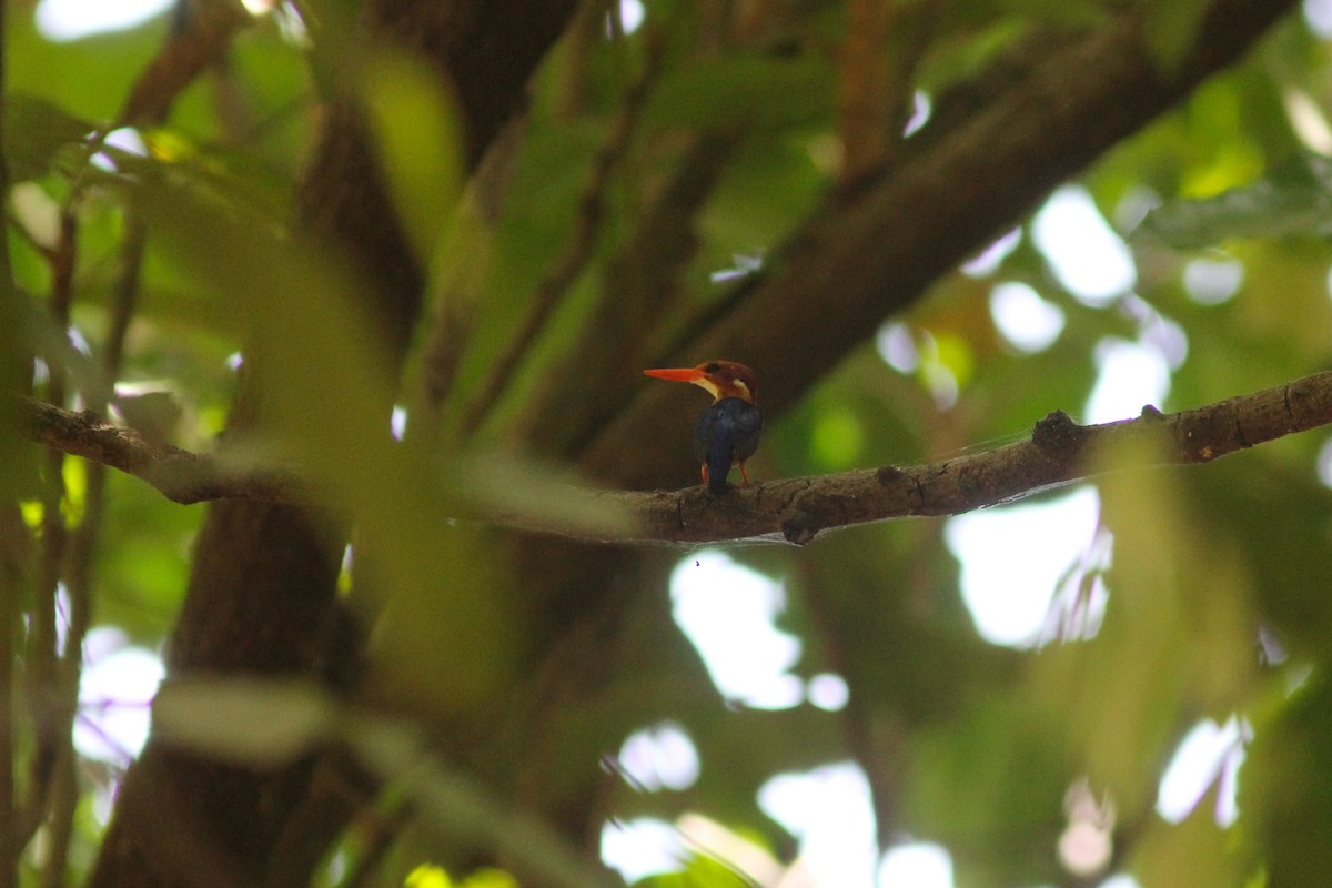African Pygmy Kingfisher - ML313295391