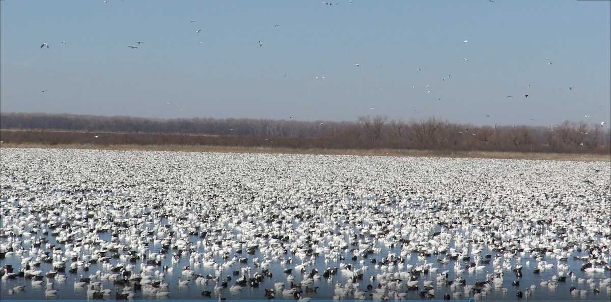 Snow Goose - ML313297141