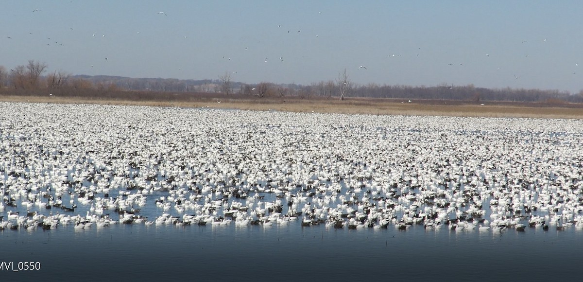 Snow Goose - ML313297181