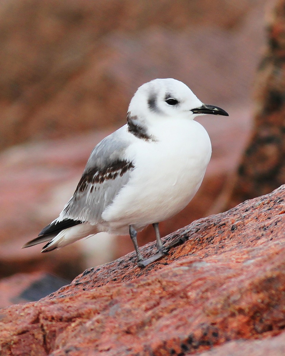 Black-legged Kittiwake - ML313297851