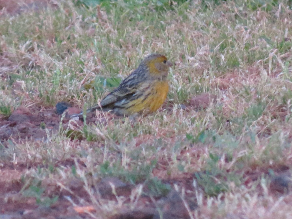 Island Canary - ML31329791