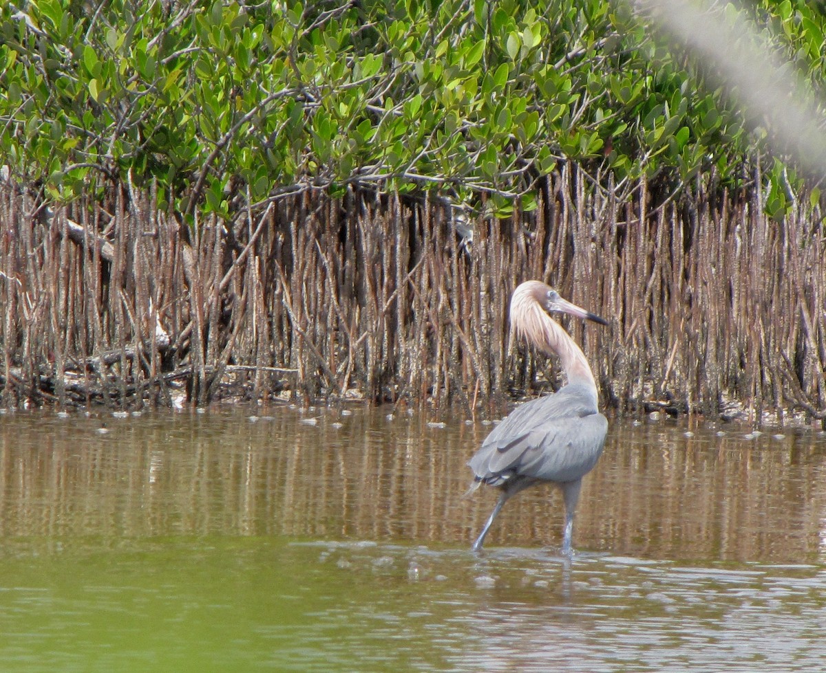 Reddish Egret - ML313298091