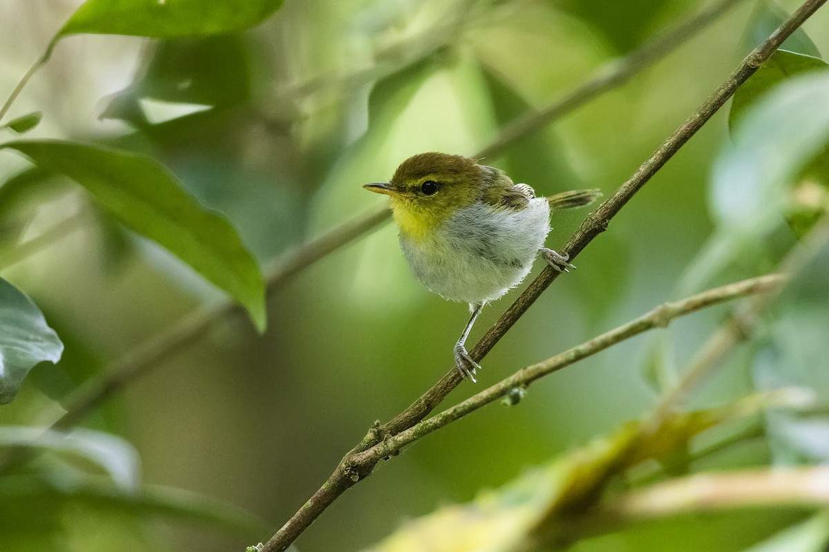 Yellow-throated Woodland-Warbler - Stefan Hirsch