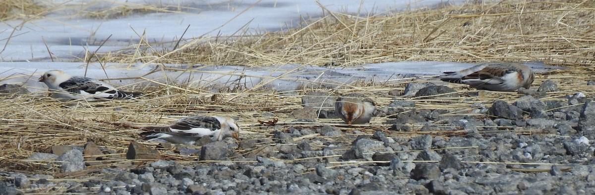 Snow Bunting - ML313298341