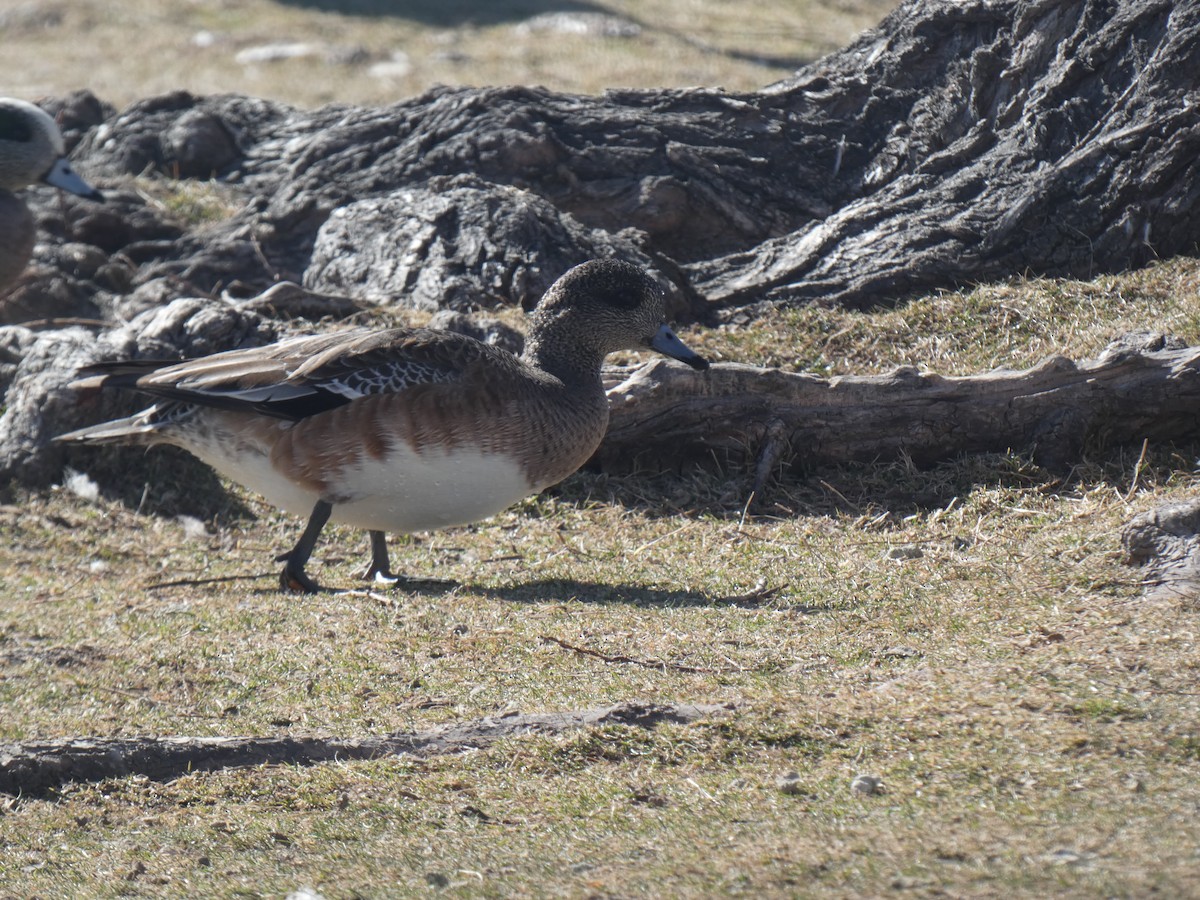 American Wigeon - Glenn Vakalala