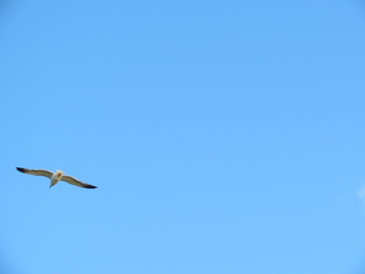 Gaviota Patiamarilla - ML31329931