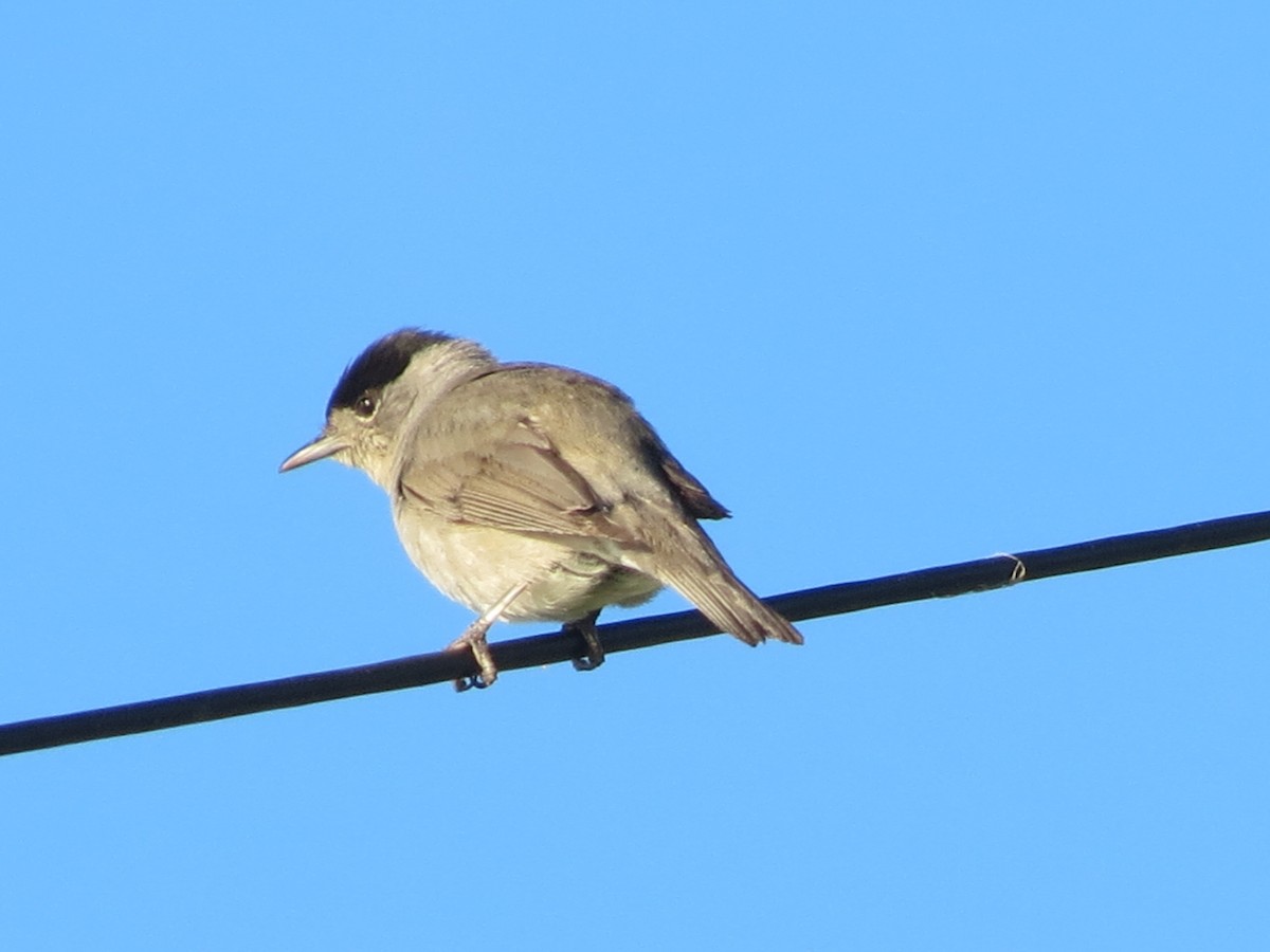 Eurasian Blackcap - ML31329941