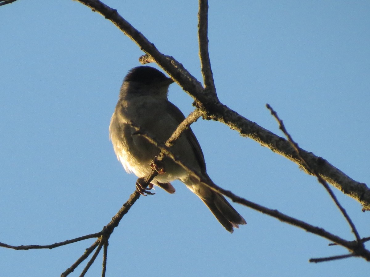 Eurasian Blackcap - ML31329971