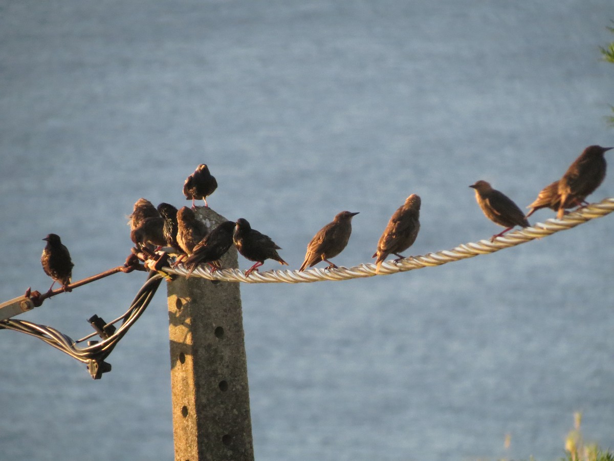 European Starling - ML31329991