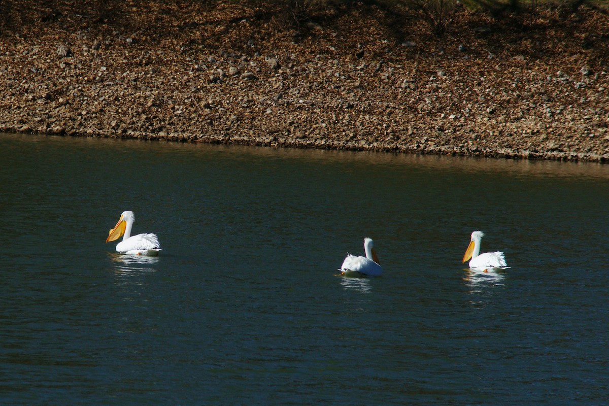 American White Pelican - B E