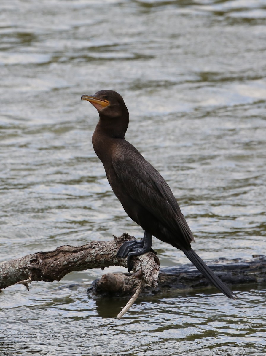 Cormoran vigua - ML31330301