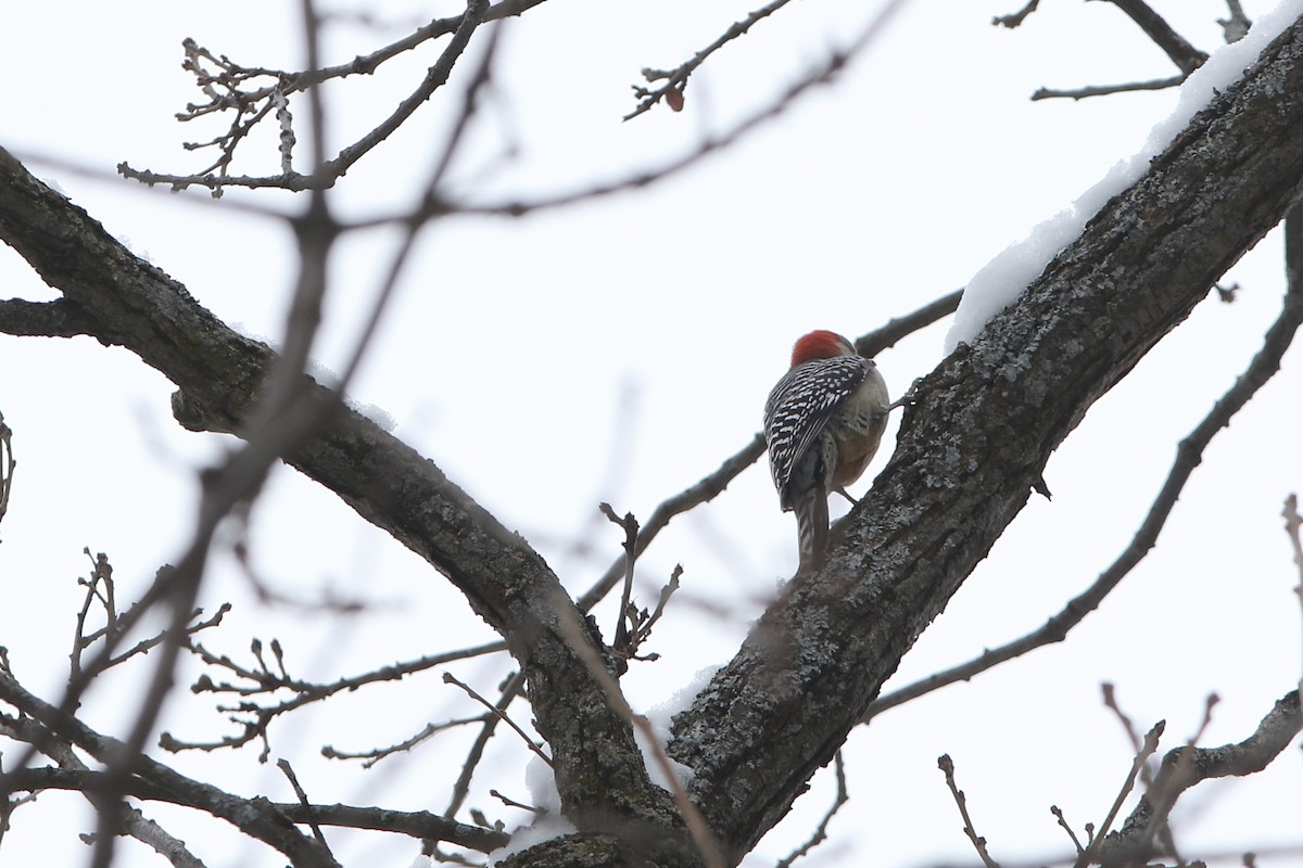 Red-bellied Woodpecker - ML313305411