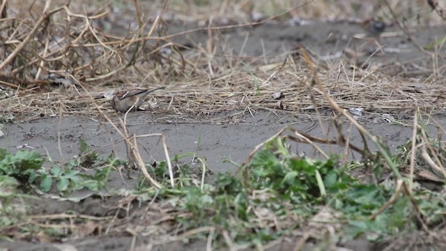 American Tree Sparrow - ML313306771