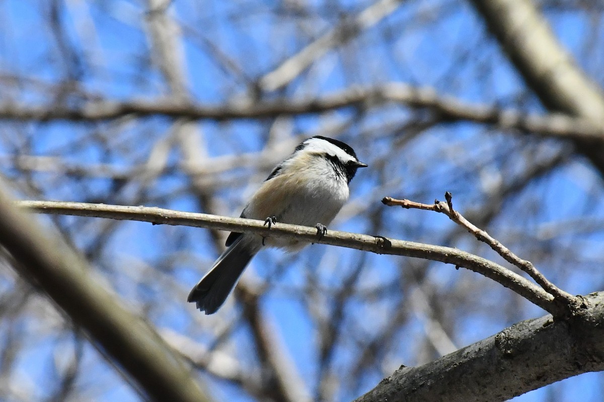 Black-capped Chickadee - Brian Kenney