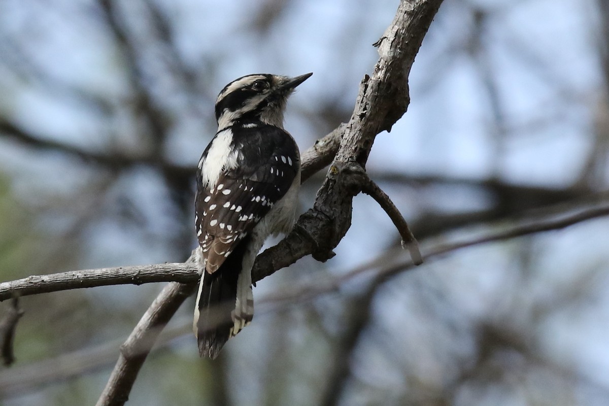 Downy Woodpecker - ML313311301