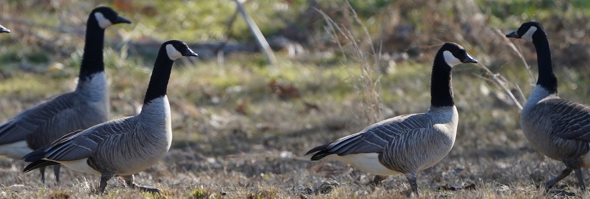 Cackling Goose - Mark McConaughy