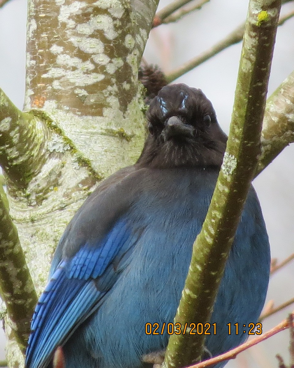 Steller's Jay - ML313316761