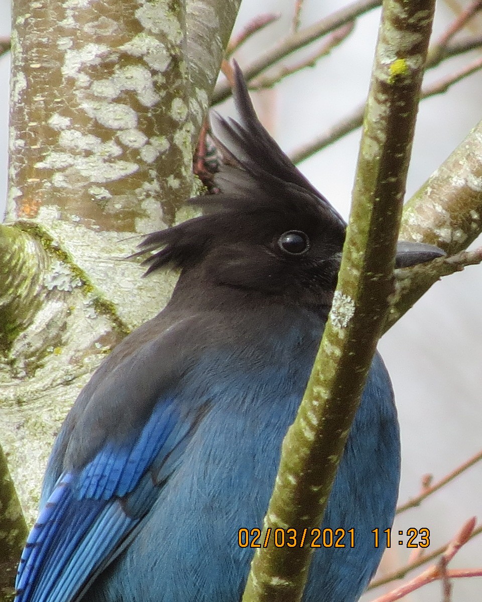 Steller's Jay - ML313316781