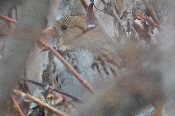 Harris's Sparrow - ML313317101