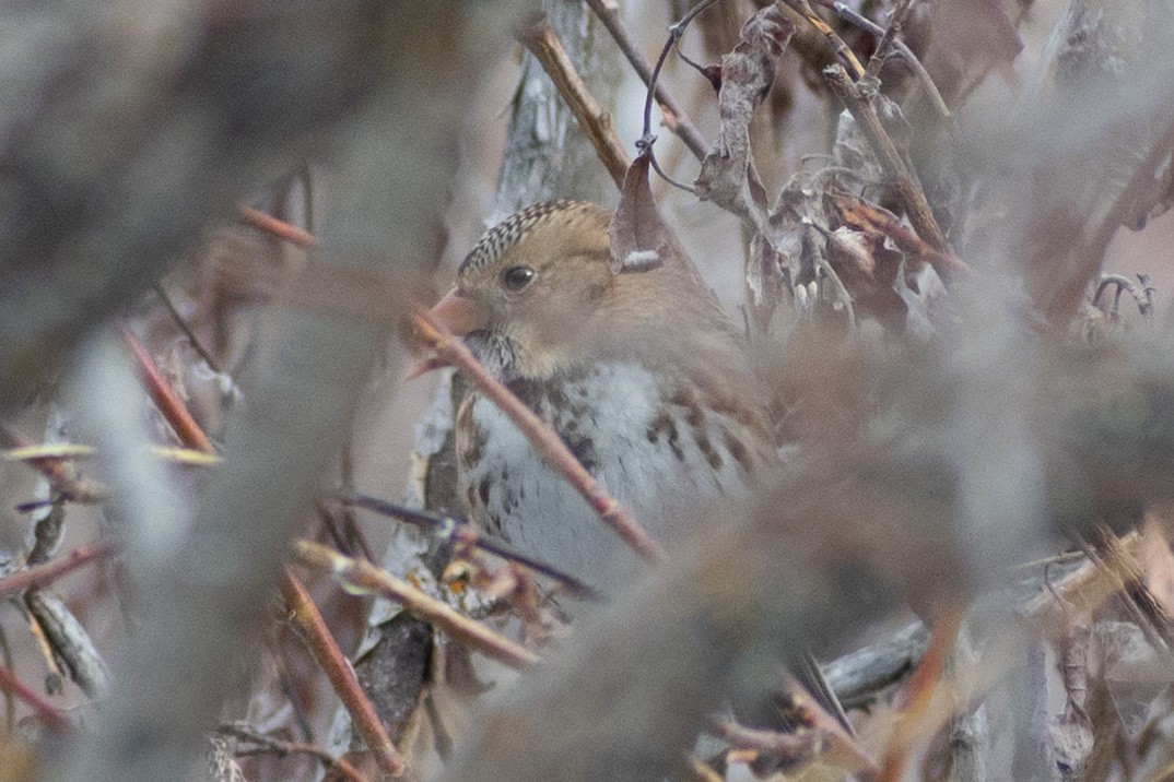 Harris's Sparrow - ML313317151