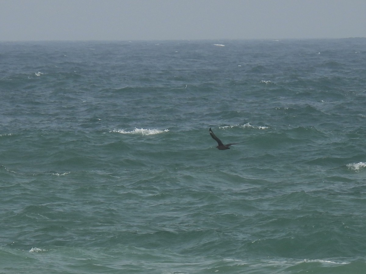 Great Skua - ML313317611