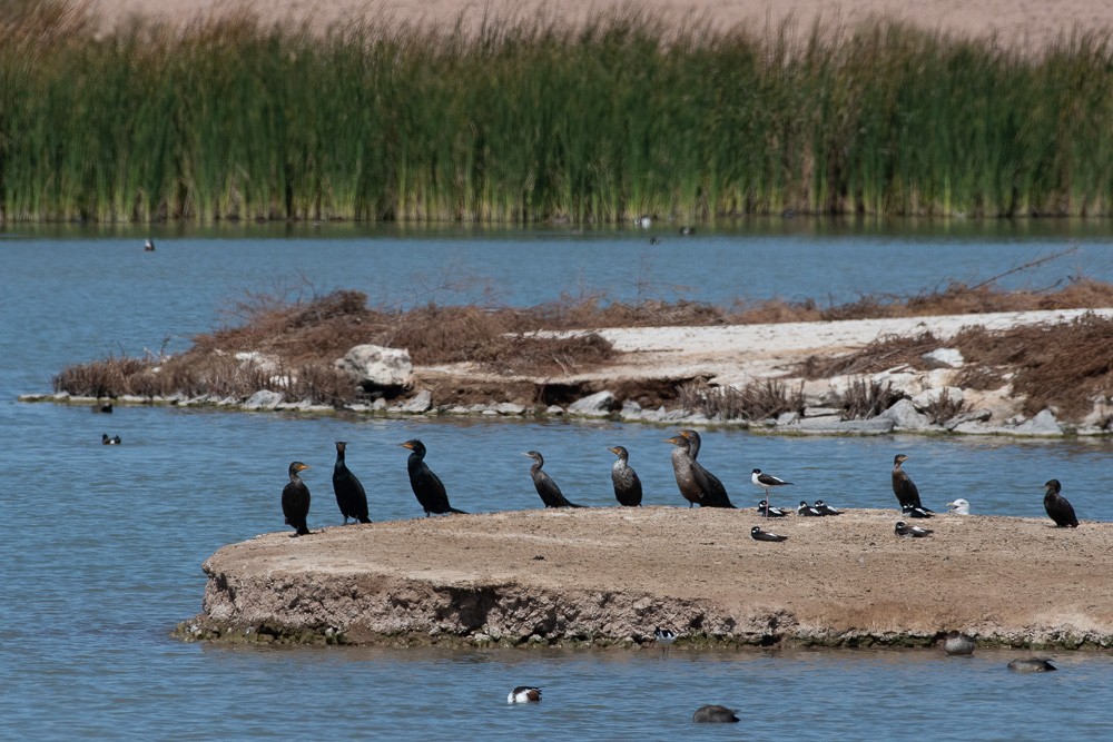 Double-crested Cormorant - ML313318661