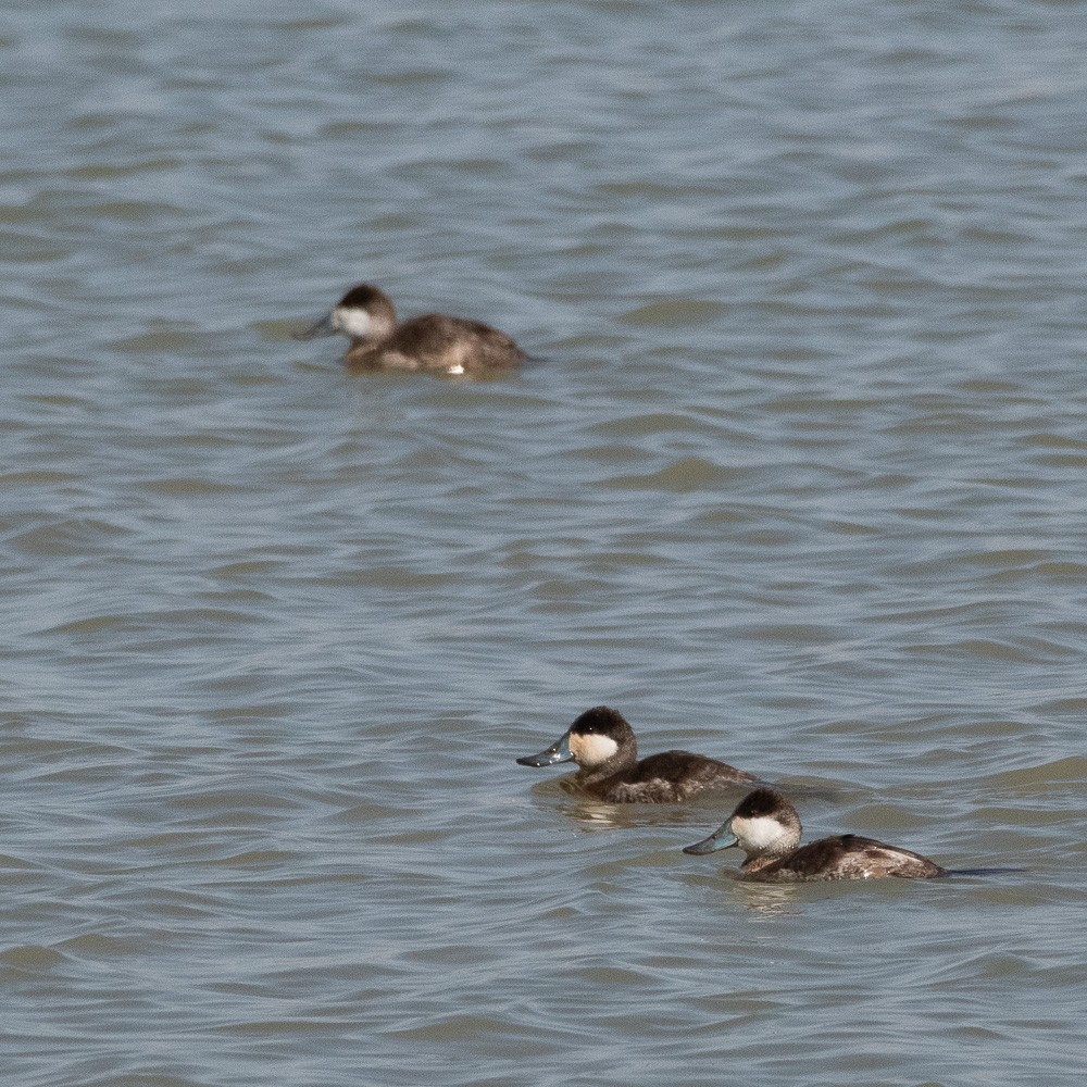 Ruddy Duck - ML313318941