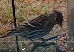 Pine Siskin - ML313319261