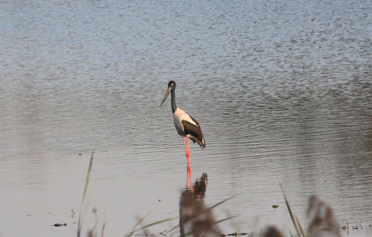 Black-necked Stork - ML313319471