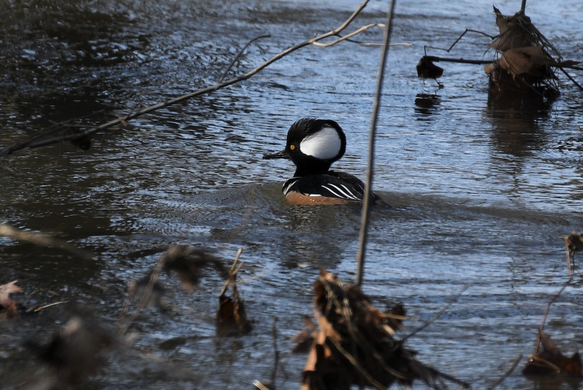 Hooded Merganser - ML313319951