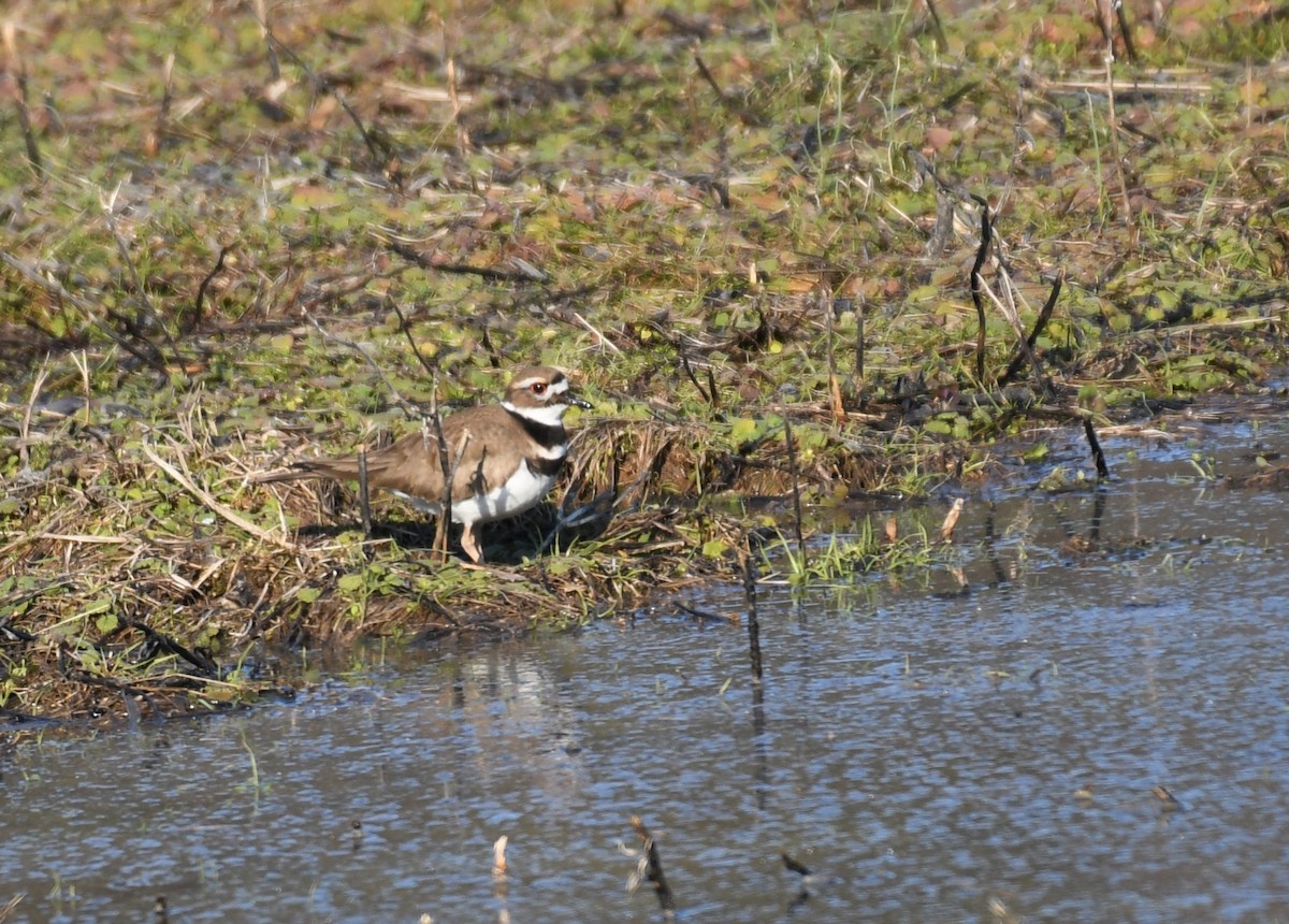 Keilschwanz-Regenpfeifer - ML313320051