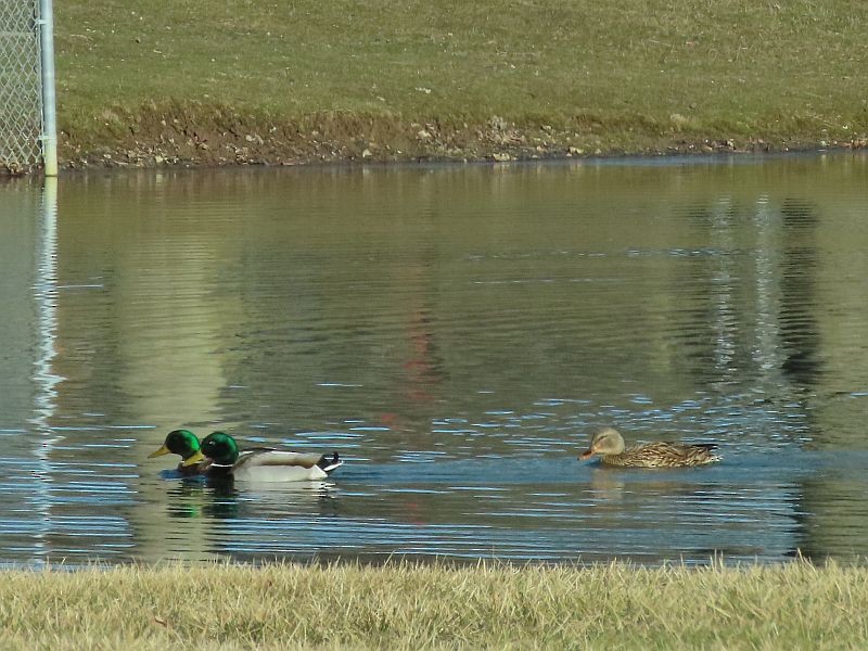 Canard colvert - ML313320141