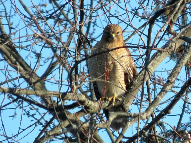 Red-shouldered Hawk - ML313320191