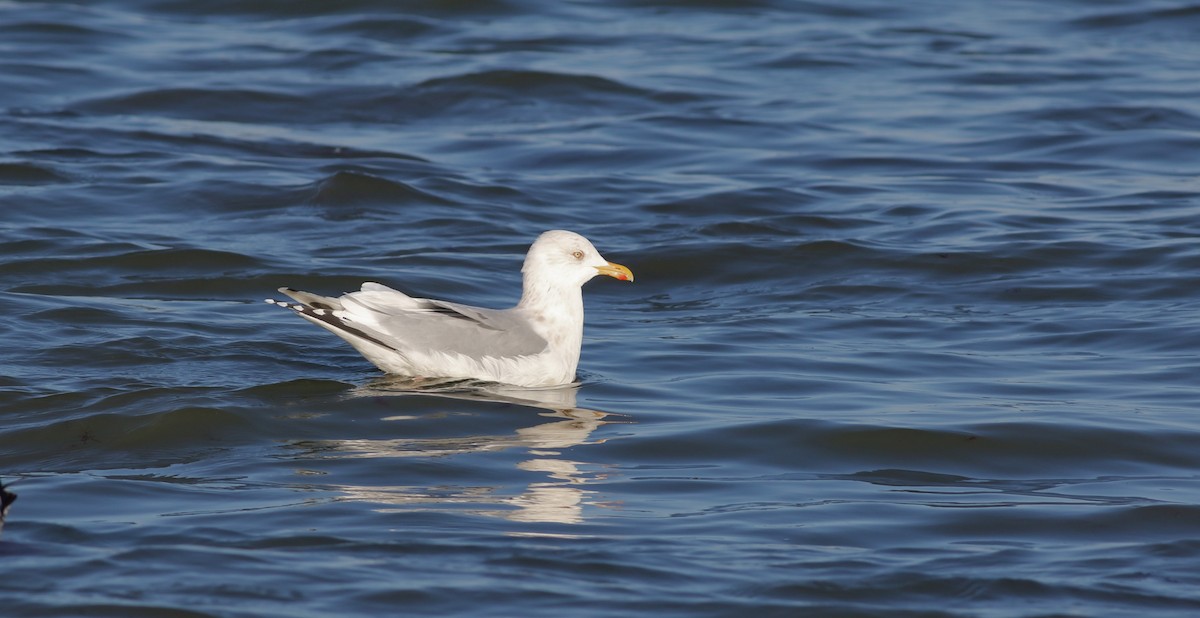 Herring/Iceland Gull - Sky Kardell