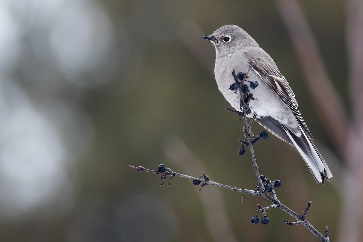 Townsend's Solitaire - Amanda Guercio