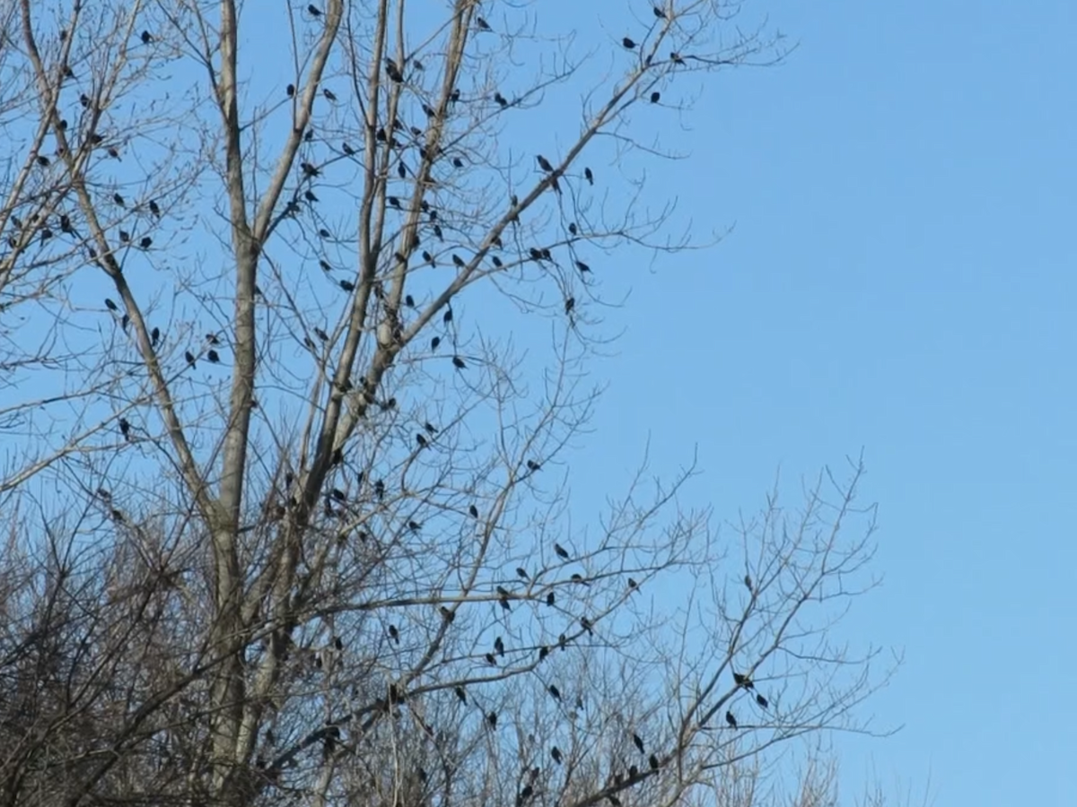 blackbird sp. - ML313326221
