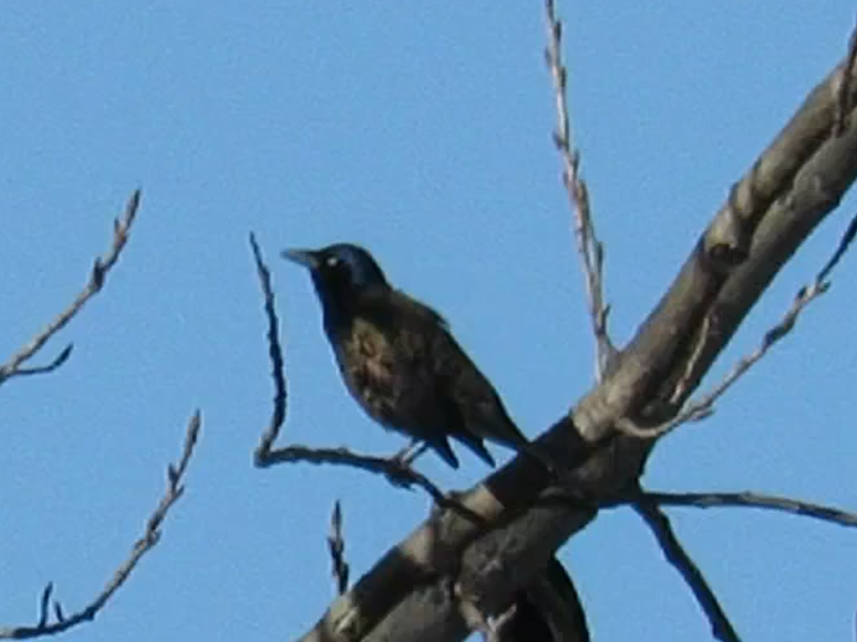 Common Grackle - ML313326311