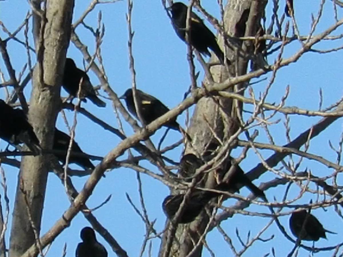 Red-winged Blackbird - ML313326331
