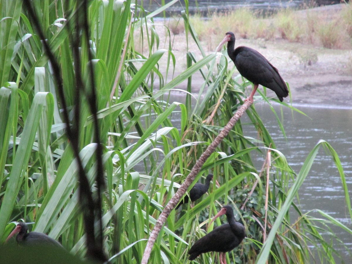 Bare-faced Ibis - ML313327471