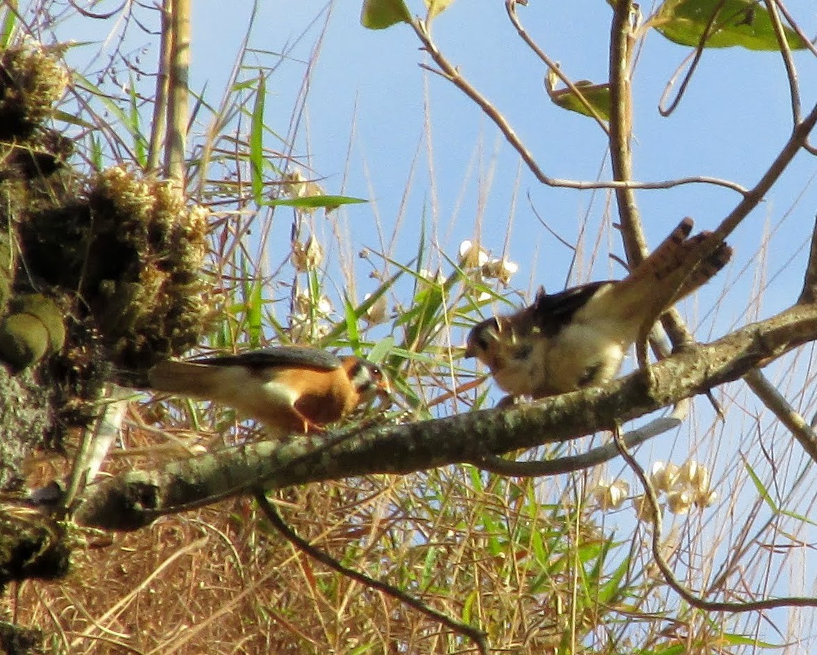 American Kestrel - ML313327591